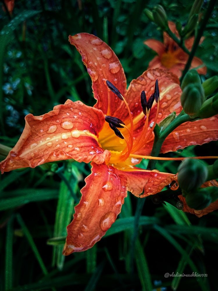 Photograph by Владимир Сушкин