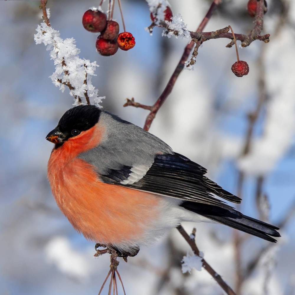 Photograph by Koledova Irina