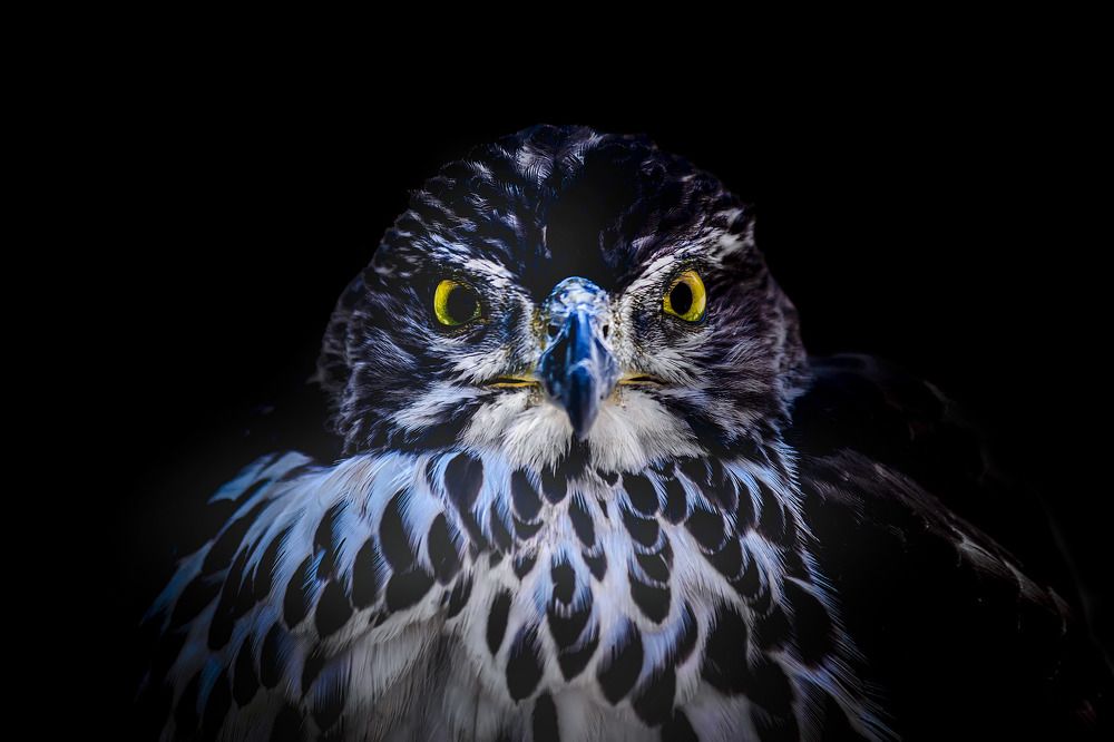 Фотография автора NeCoTi ChonTin