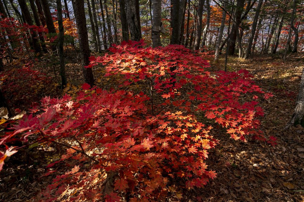 Photograph by ALEKSANDR KUZNETSOV