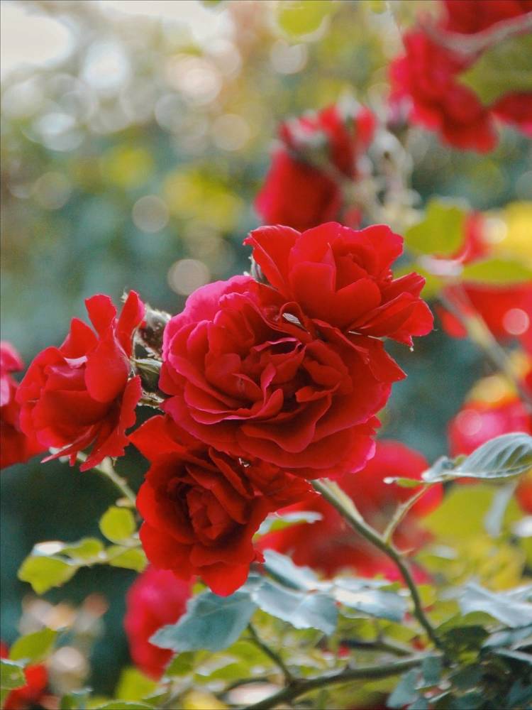 Photograph by Анна Любимова