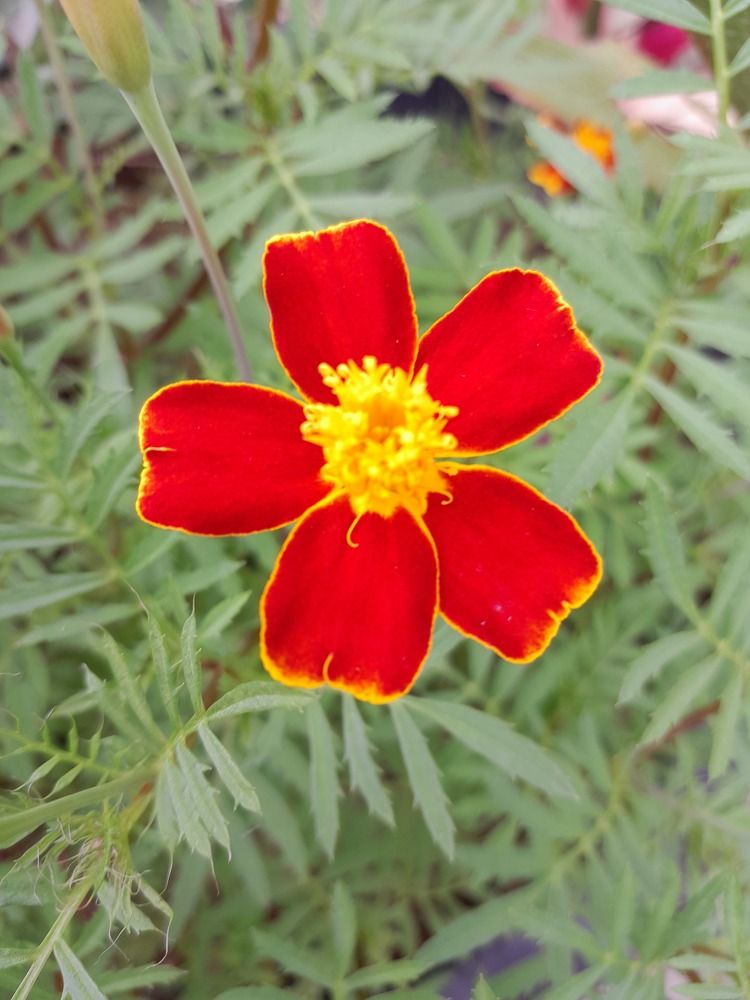 Фотография автора Zulfa