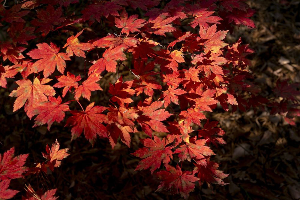 Photograph by ALEKSANDR KUZNETSOV