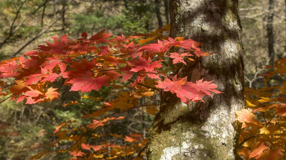 Photograph by ALEKSANDR KUZNETSOV