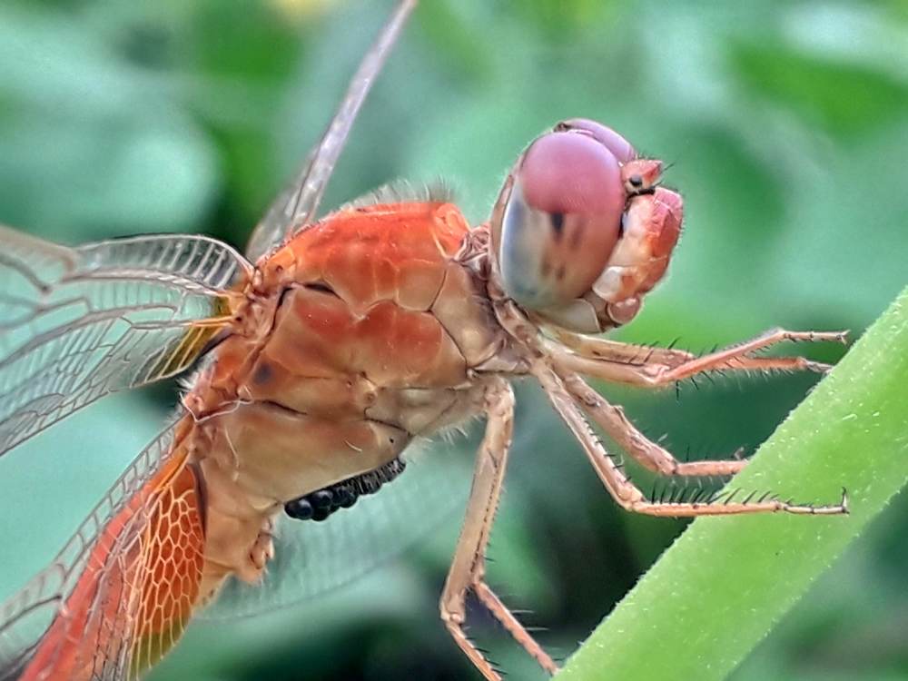 Photograph by Md Millat Islam