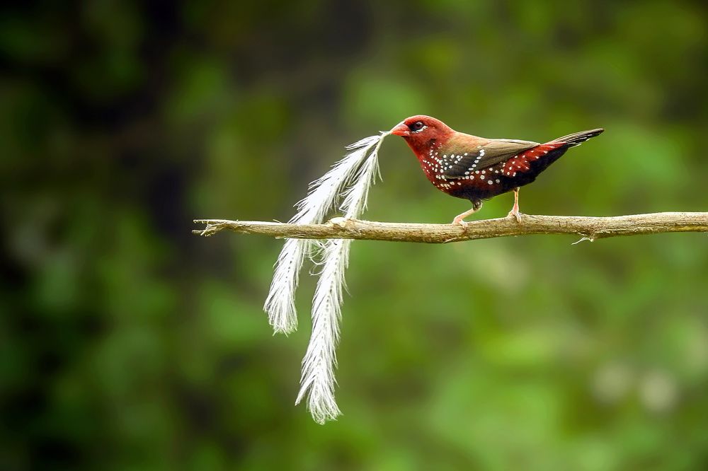 Photograph by Tanusri RoyChowdhury