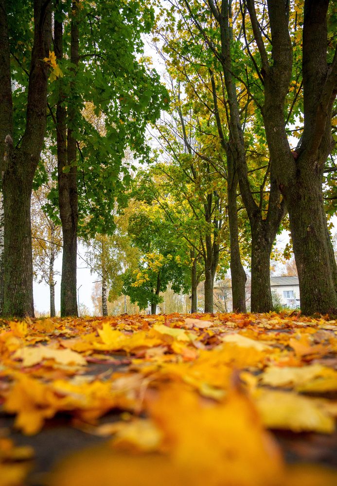 Фотография автора Александр Дюльгер