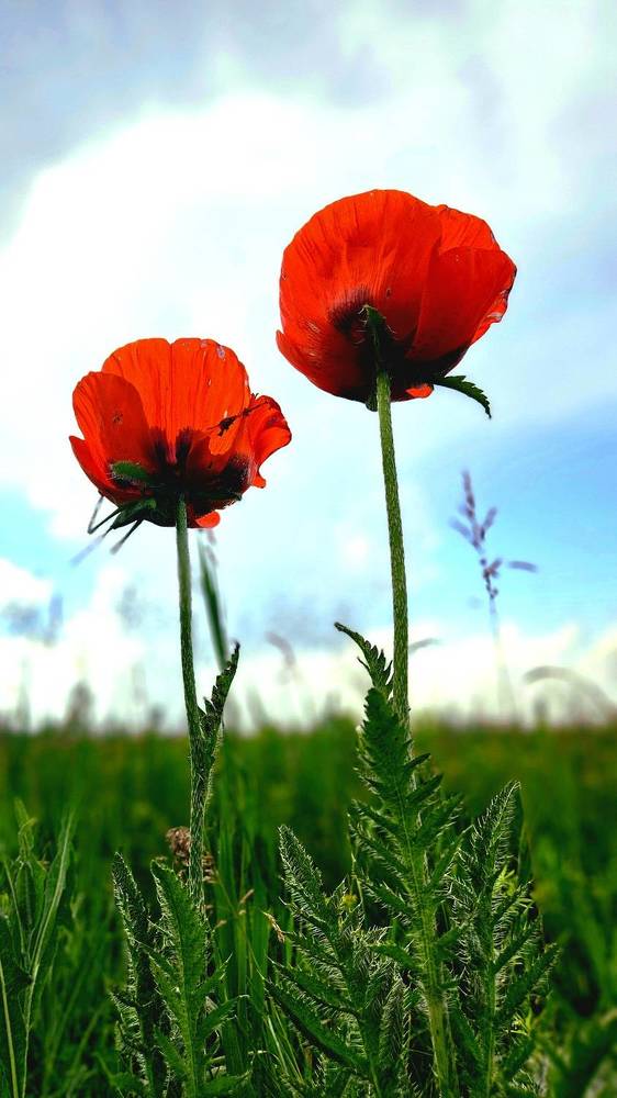 Photograph by Наталья Анисимова