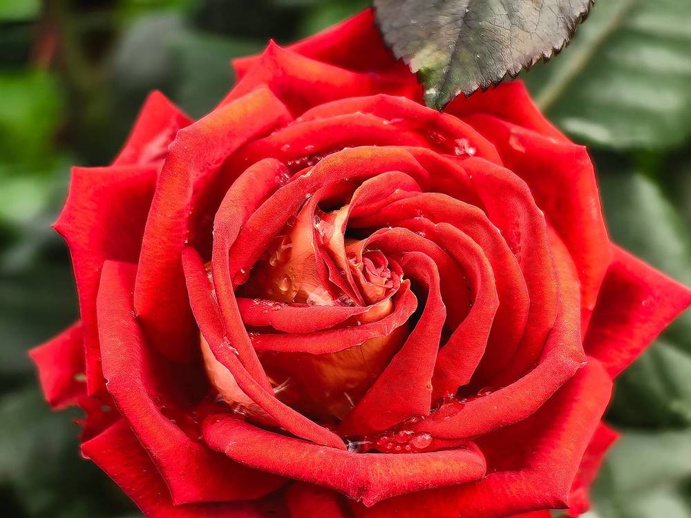 Photograph by Сергей Игнатьев