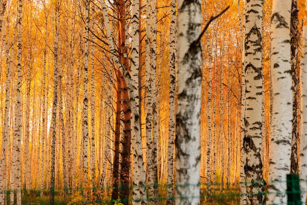 Photograph by Ирина Шарова