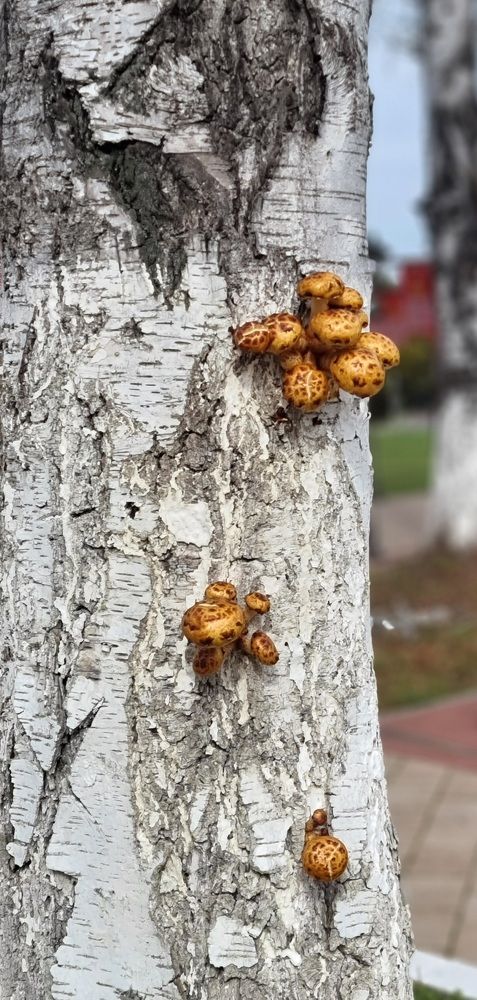 Фотография автора Наталья