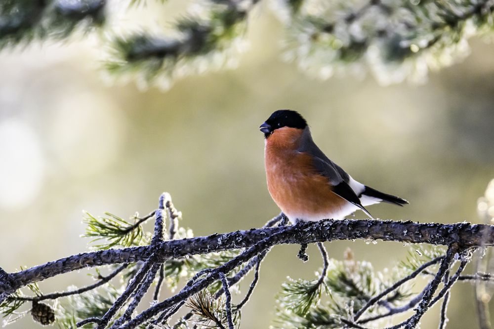 Фотография автора Katrin Lillenthal