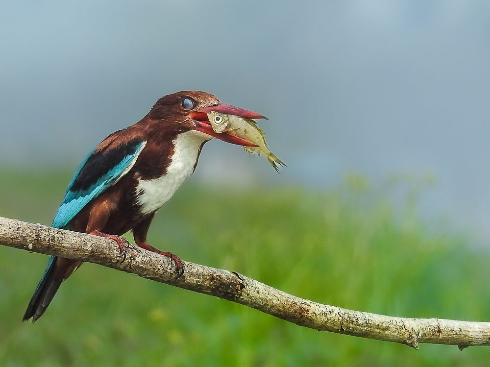 Photograph by Tanusri RoyChowdhury