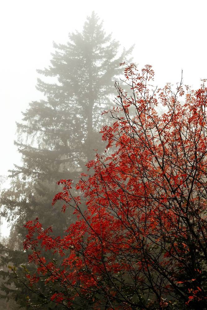 Photograph by Корчагина Оксана