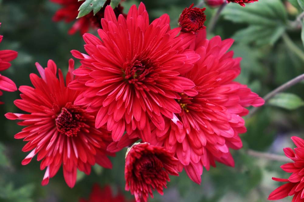 Photograph by SURAJIT SARKAR