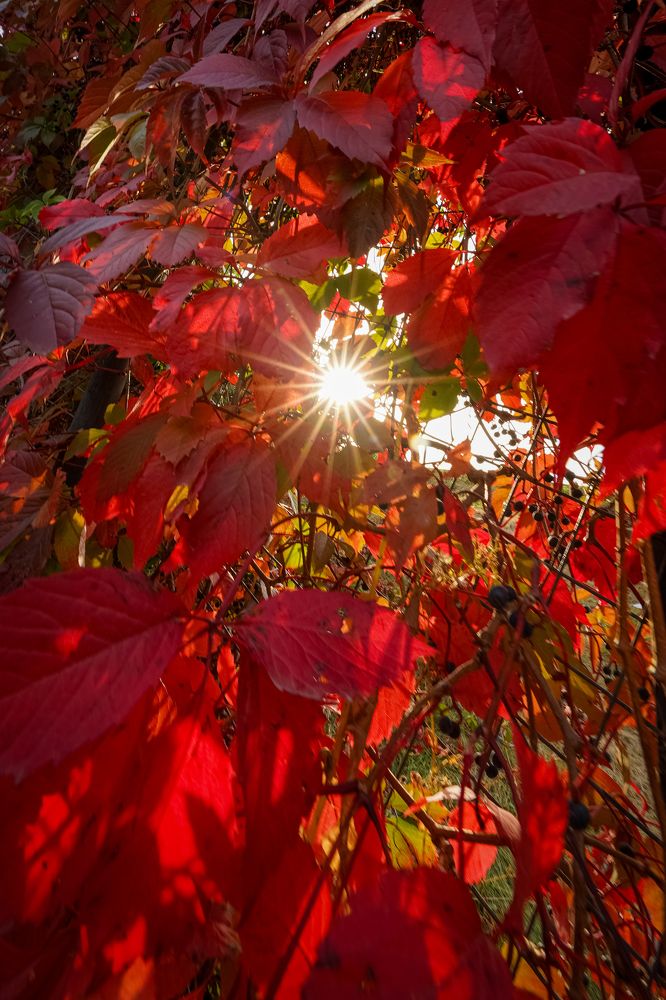 Photograph by Галина Аскольдовна Луковникова