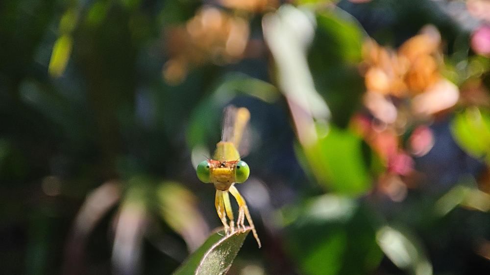 Photograph by TILAK Maity