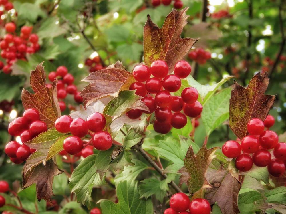 Фотография автора Екатерина Солохина