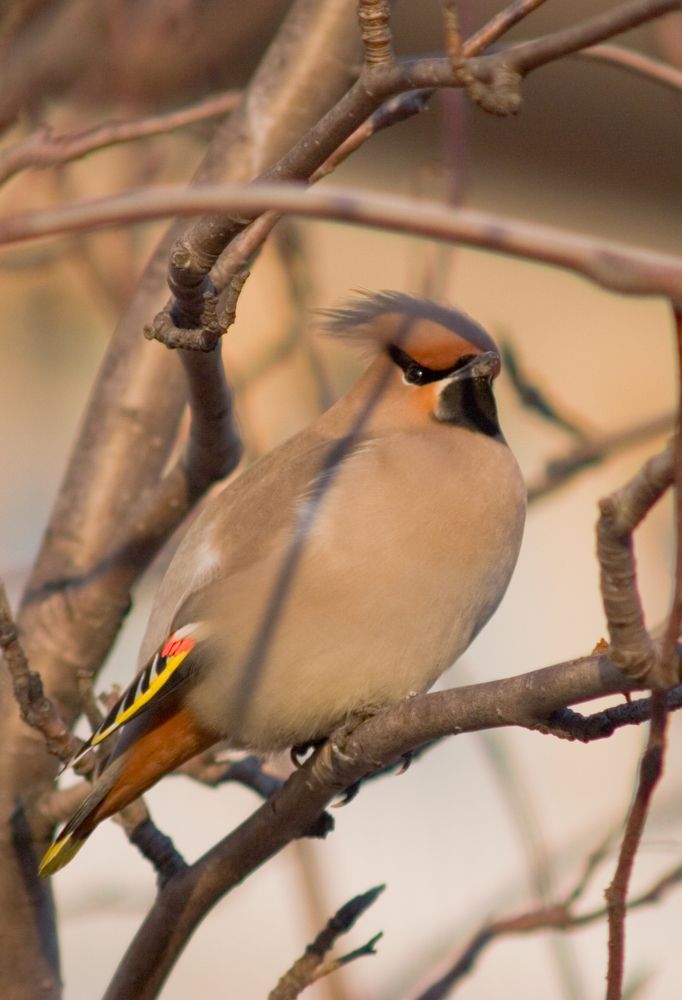 Фотография автора Панюшкин Андрей