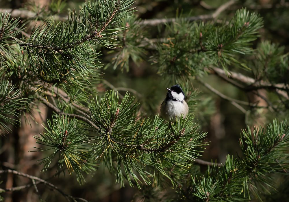 Photograph by Марина Шевцова