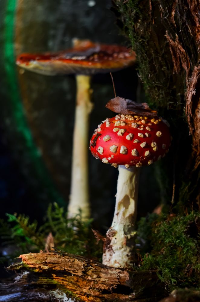 Photograph by Ирина Никульча