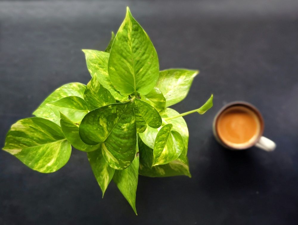 Фотография автора Pavitra Shettigar