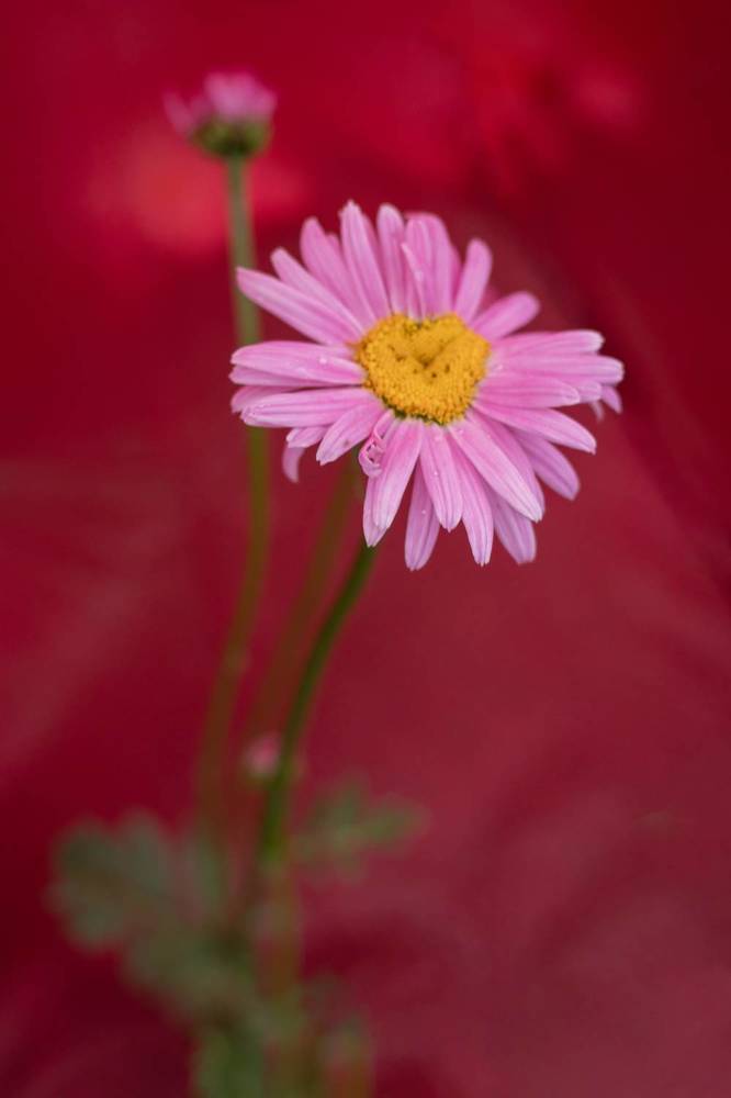 Photograph by Елена Григорьева