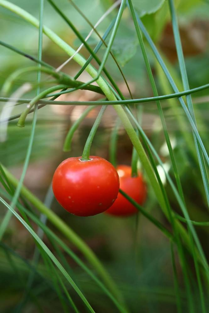 Photograph by Людмила Казак