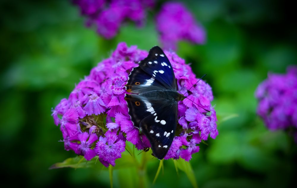 Photograph by Ирина Никульча