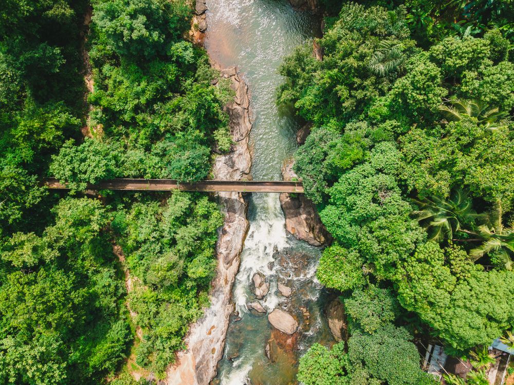 Foot bridge on forest