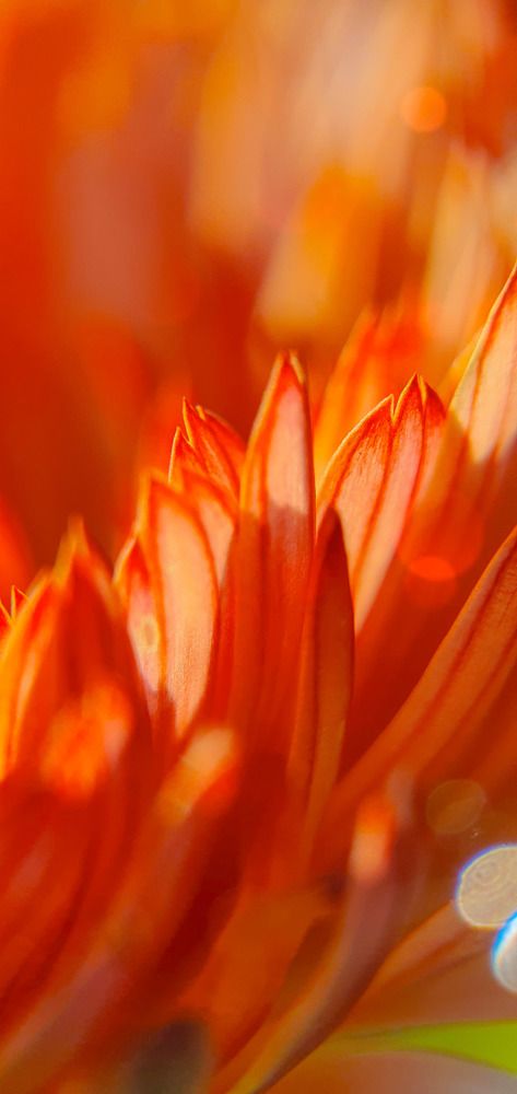 Photograph by ЕЛЕНА Рохо-Фернандес