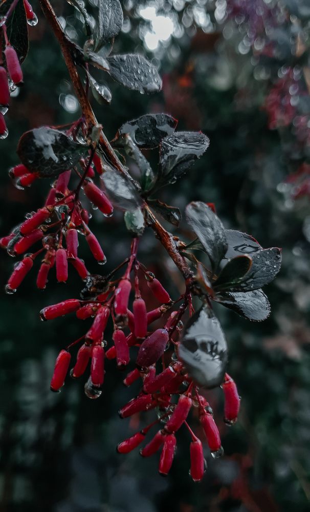 Photograph by Скоблина Юлия