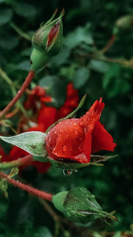 Photograph by Скоблина Юлия