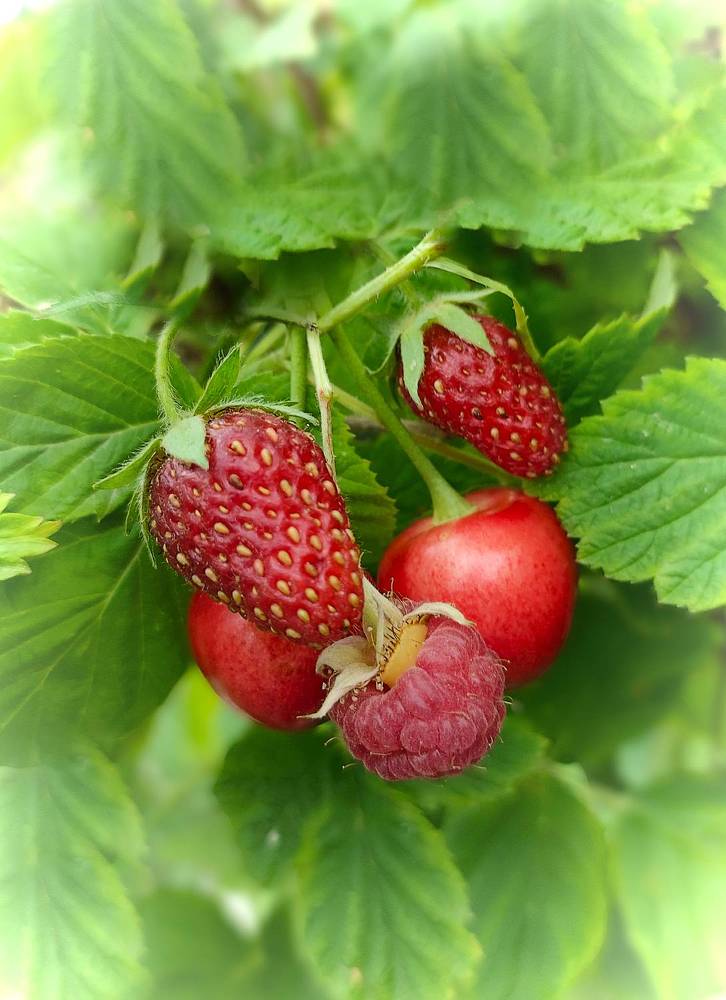 Photograph by Кобелева Евгения