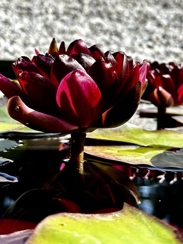 Photograph by Елена Брижеватая