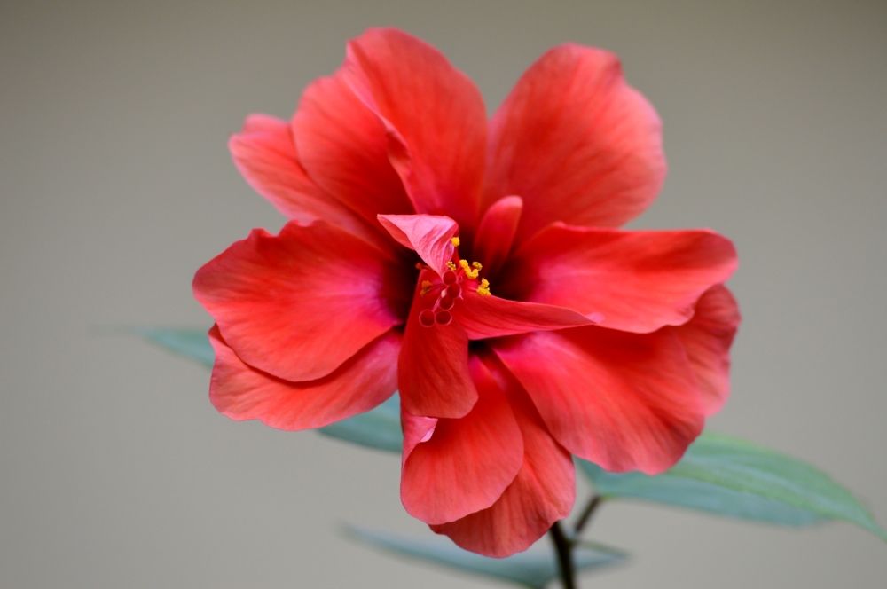 Scarlet hibiscus