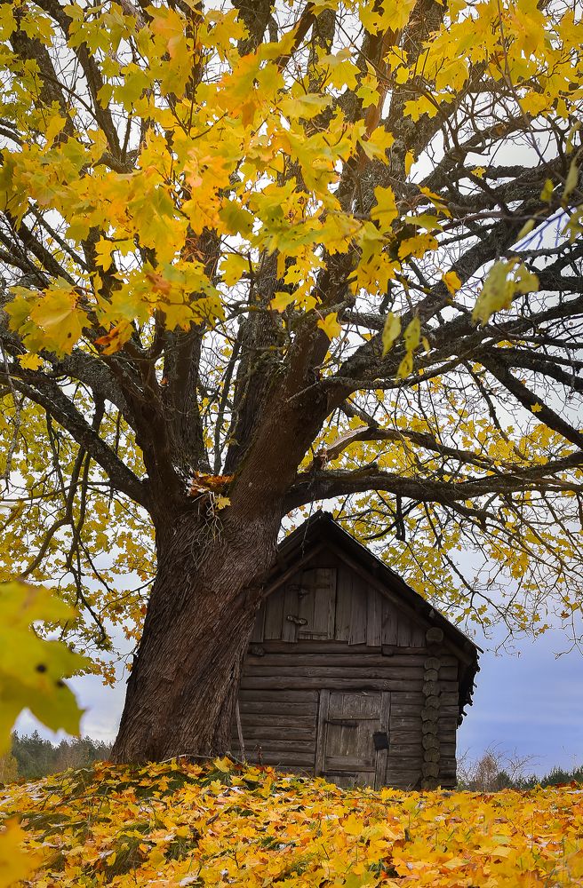 Photograph by Наталья Сергеева