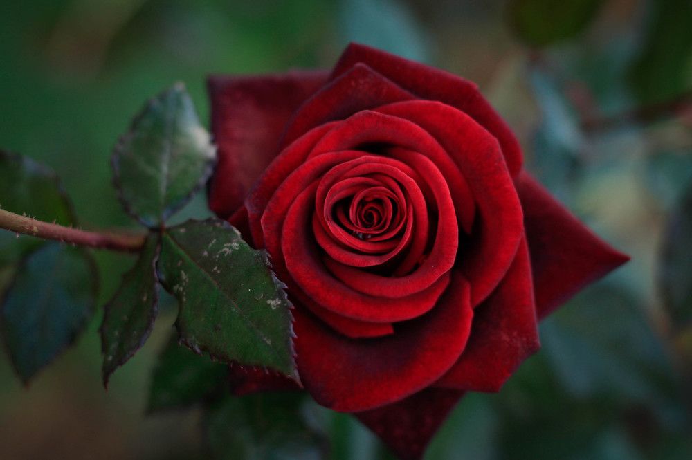 Красная роза-эмблема любви!