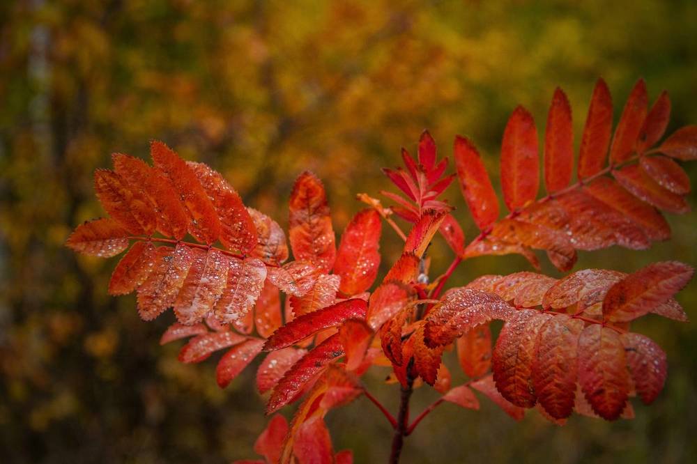 Photograph by Алексей