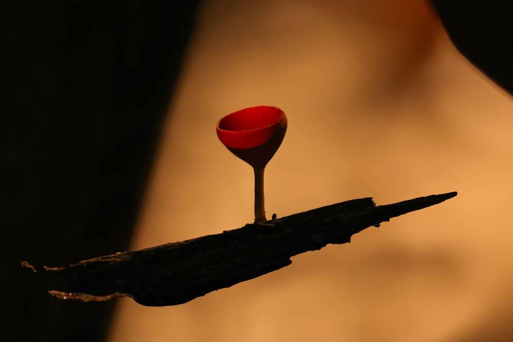 Фотография автора Suresh S S