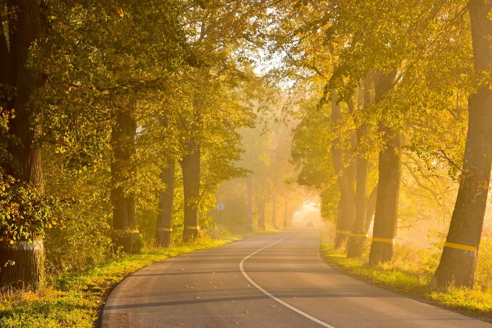 Дорога в осень