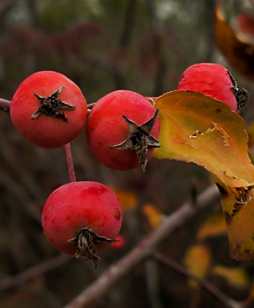 Фотография автора Светлана Анатольевна Чернышова