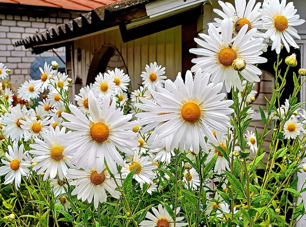 Photograph by Виталий Симоненков