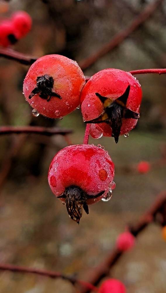 Фотография автора Светлана Анатольевна Чернышова