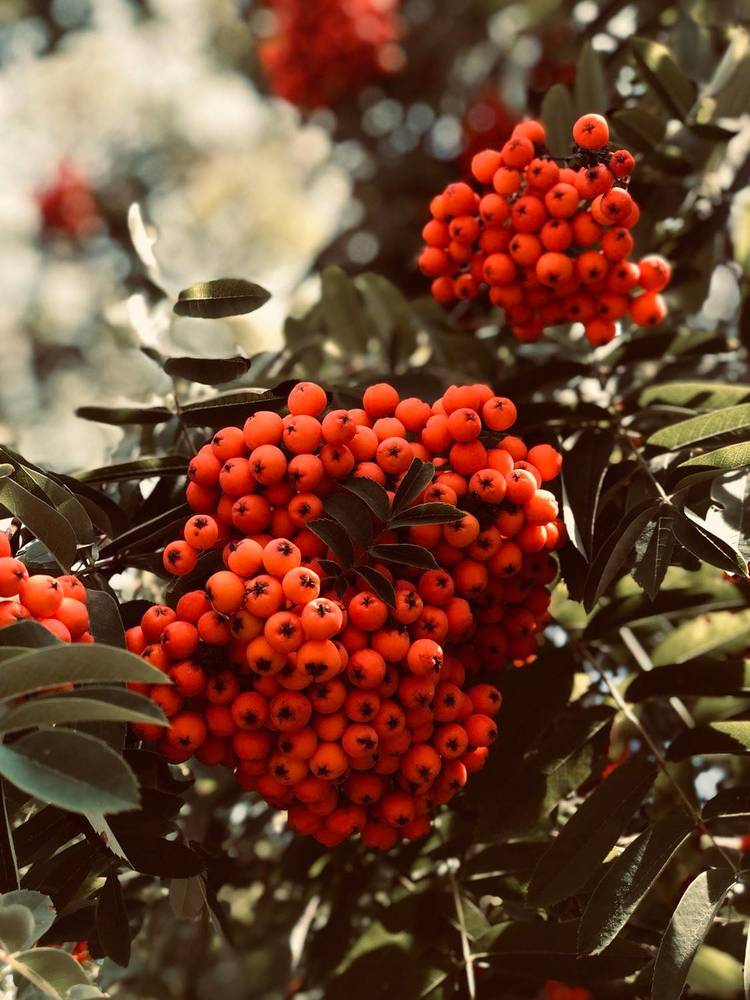 Photograph by Светлана Долганова