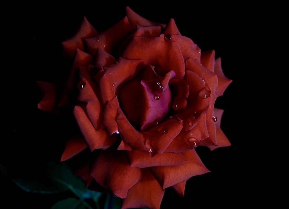 Photograph by Людмила Белякова