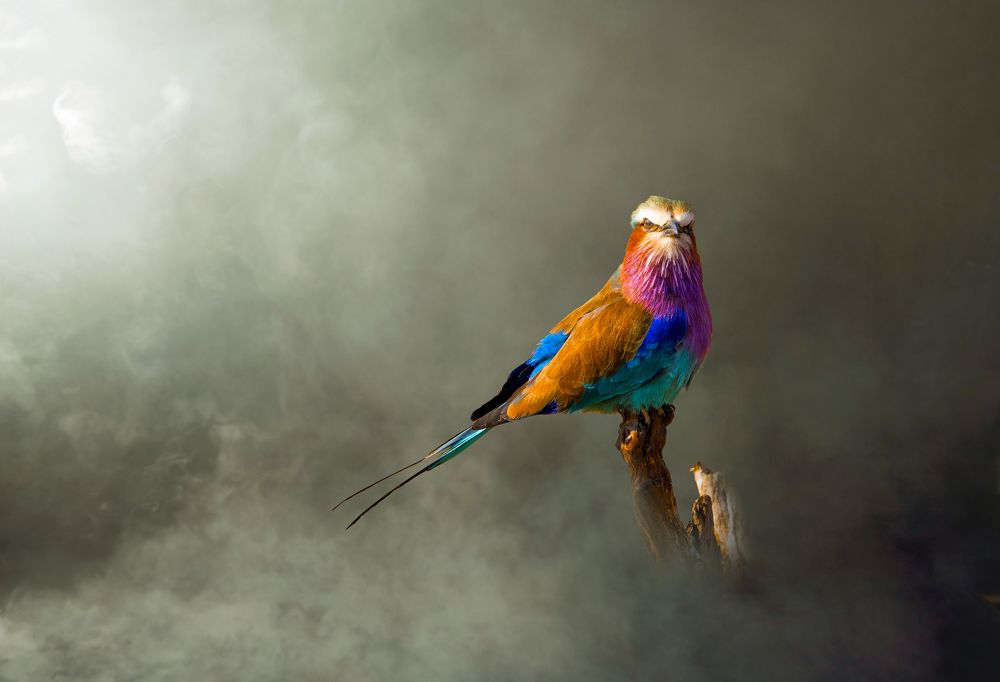 SAMBIA`S BIRDS ARE SO COLORFUL