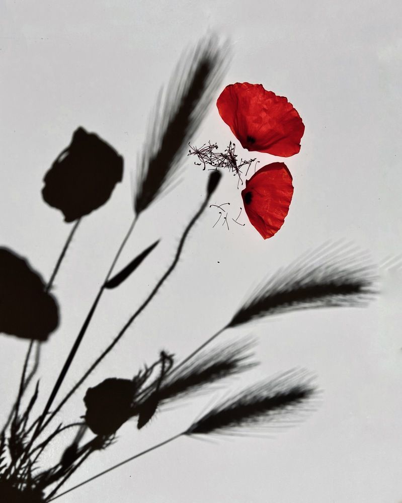 Photograph by Marina Odintsova