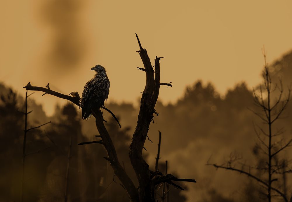 Фотография автора Mariusz Zarzycki