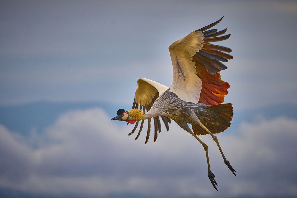 FLYING COLORED WONDER IN THE AIR